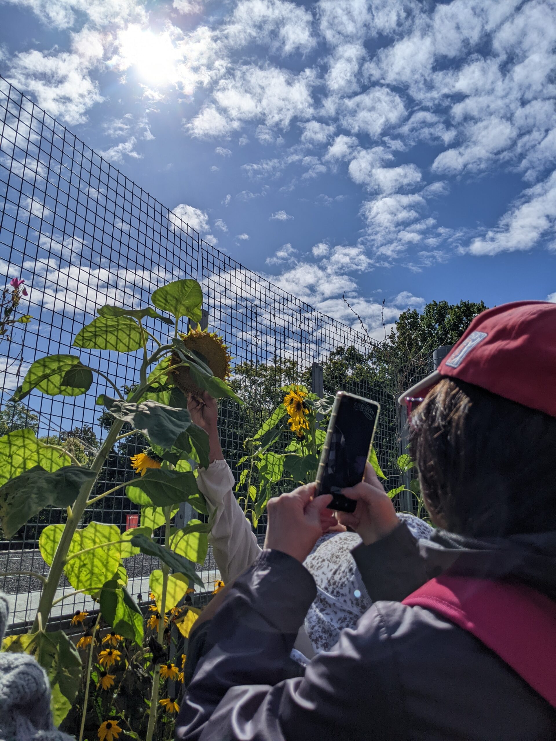 Short haired woman in red cap taking a photo of a sunflower against a blue sky